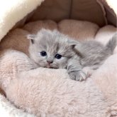 マンチカン(短足)