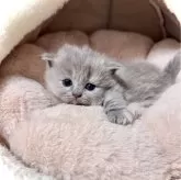 マンチカン(短足)