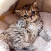 ブリティッシュロングヘア