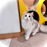 ブリティッシュロングヘア