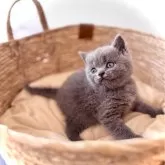 ブリティッシュショートヘア