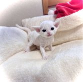 デボンレックス