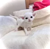 デボンレックス