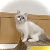 ブリティッシュショートヘア
