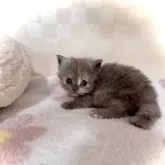 マンチカン(長足)