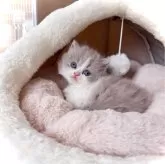 ブリティッシュロングヘア