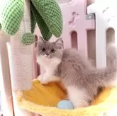 ブリティッシュロングヘア