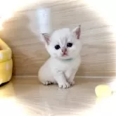 ブリティッシュショートヘア