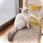 ブリティッシュショートヘア