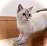 ブリティッシュショートヘア