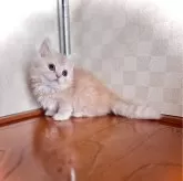 マンチカン(短足)