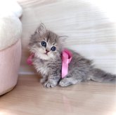 ブリティッシュロングヘア