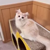 マンチカン(長足)