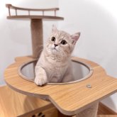 ブリティッシュショートヘア