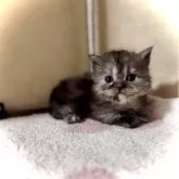 マンチカン(短足)