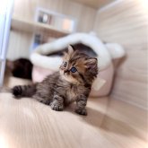 ブリティッシュショートヘア