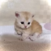 マンチカン(短足)