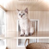 ブリティッシュショートヘア