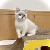 ブリティッシュショートヘア