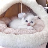 ブリティッシュショートヘア