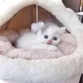 ブリティッシュショートヘア