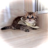 ブリティッシュショートヘア