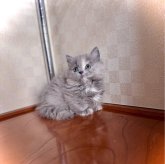 マンチカン(短足)