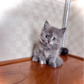 マンチカン(長足)