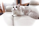 ブリティッシュロングヘア