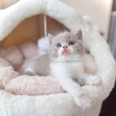 ブリティッシュショートヘア