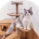 マンチカン(長足)