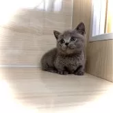 マンチカン(短足)