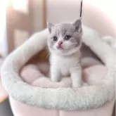 ブリティッシュショートヘア