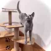 ロシアンブルー【三重県・男の子・2025年5月8日・ブルー】の写真2