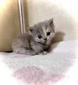 マンチカン(短足)【三重県・女の子・2025年10月5日・ブルークリーム】の写真2