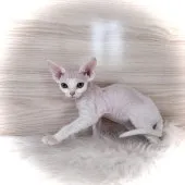 デボンレックス【三重県・男の子・2026年7月7日・ホワイト系】の写真2