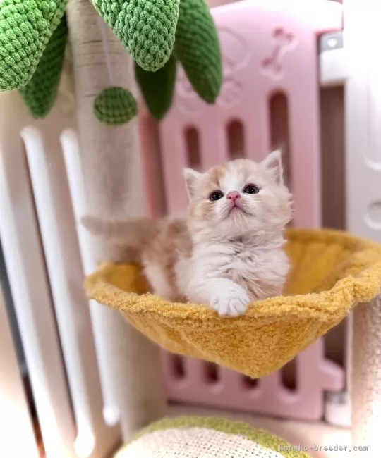 ねこちゃん入舎しました！ | かねだい八千代店のブログnew!