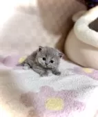 マンチカン(短足)【三重県・女の子・2025年10月5日・ブルークリーム】の写真3