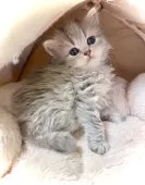 ブリティッシュロングヘア【三重県・女の子・2025年9月18日・ブルータビー】の写真3