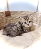 ブリティッシュロングヘア【三重県・女の子・2025年9月18日・ブラウンタビー】の写真3