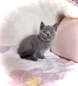 ブリティッシュショートヘア【三重県・女の子・2025年10月6日・ブルー】の写真3