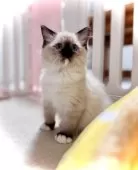 ラグドール【三重県・女の子・2025年8月24日・シールポイントミテッド】の写真6