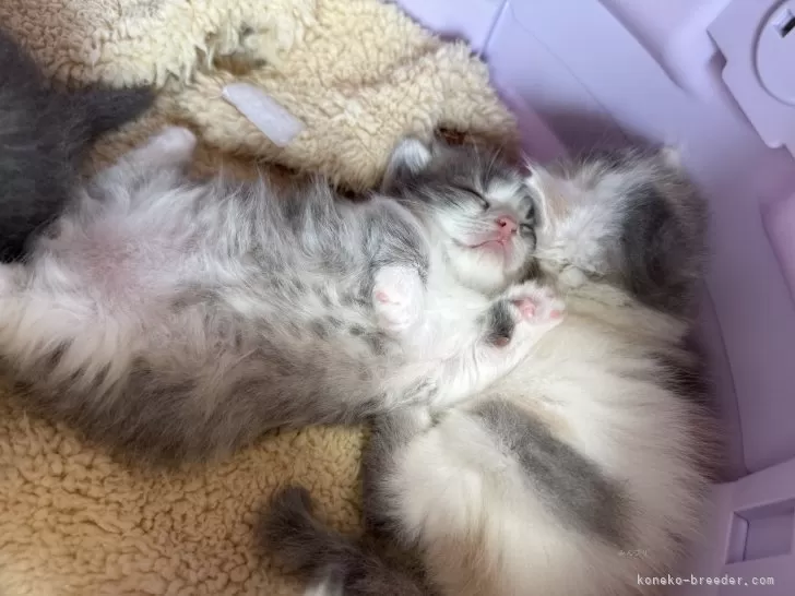 キャットフル　上村松園　他３点 キャットフル 上村松園 他3点 キャットフル 上村松園 他3点