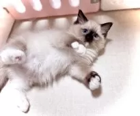 ラグドール【三重県・女の子・2025年8月24日・シールポイントミテッド】の写真8