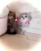 ブリティッシュロングヘア【三重県・女の子・2025年9月18日・ブルータビー】の写真8