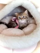 ブリティッシュロングヘア【三重県・女の子・2025年9月18日・ブラウンタビー】の写真6