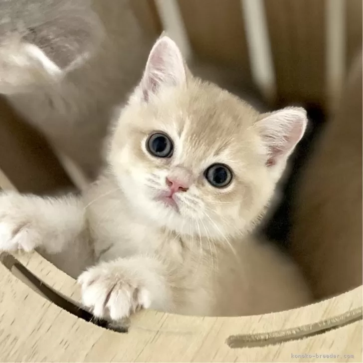ID：2410-00506の子猫