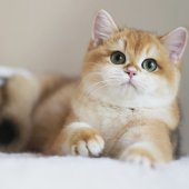 ブリティッシュショートヘア【・女の子・2023年2月23日・ブラックゴールデンシェール】