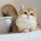 ブリティッシュショートヘア【・女の子・2023年2月23日・ブラックゴールデンシェール】