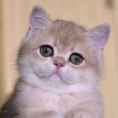 ブリティッシュショートヘア【・男の子・2019年7月30日・ブルーゴールデンシェーデット】